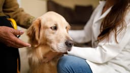 Dog food linked to nearly 200 reports of potential canine vision loss, prompting massive recall